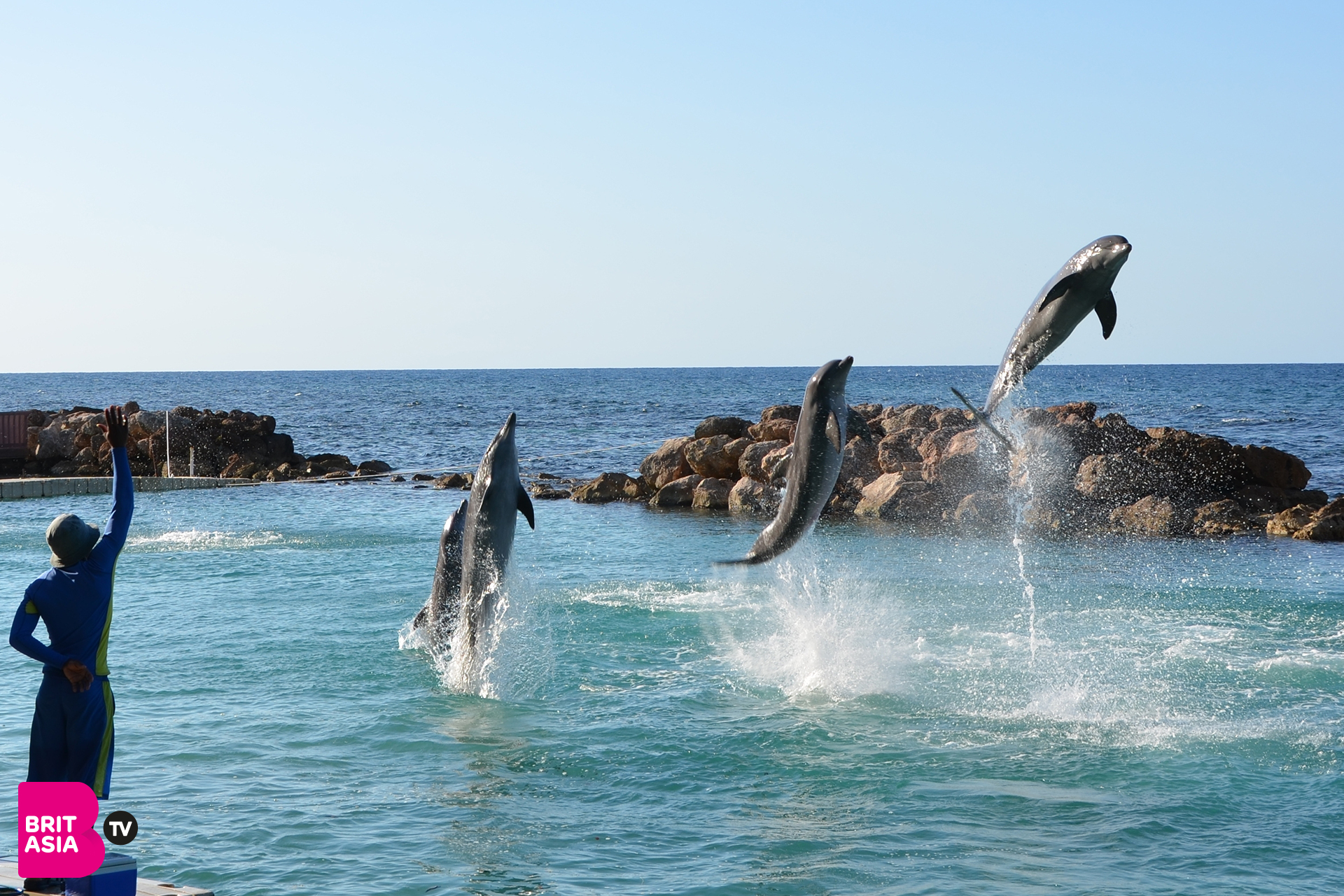Dolphins in Florida