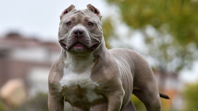 American XL bully dogs are a danger to communities and will be banned, Rishi Sunak has vowed, after a man was mauled to death.